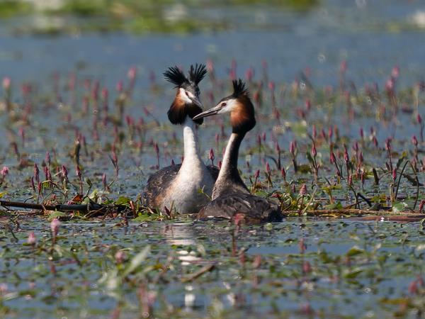 <h3>Podiceps&nbsp;cristatus / Great&nbsp;crested&nbsp;grebe / Fuut</h3>OM-1 Mark II met OLYMPUS M.150-400mm F4.5 TC, 1/2000 sec  bij F5.6, ISO 400, afstand 52.8&nbsp;m